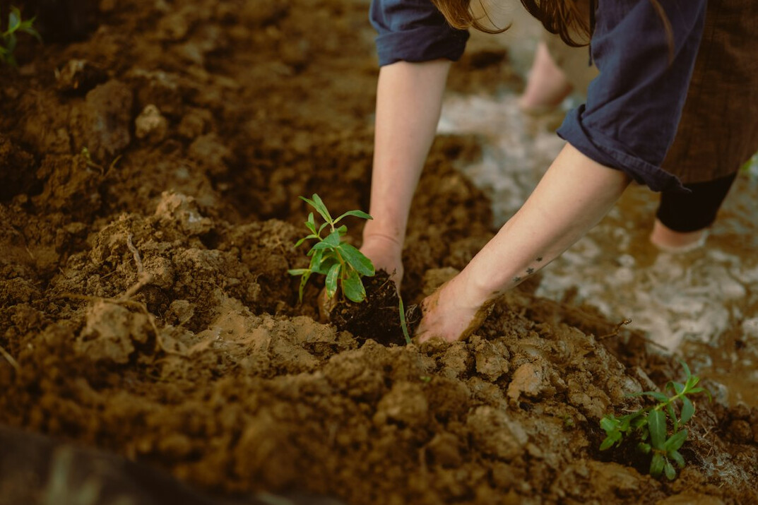 woman planting seeds in soil